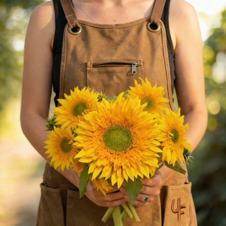 Starburst Greenburst, (F1) Sunflower Seeds - Packet image number null